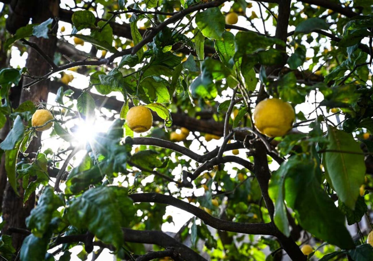 Il Quinto Quarto Lago di Garda Gargnano limone Limonaia Malora Limoncino foto Marioli-2