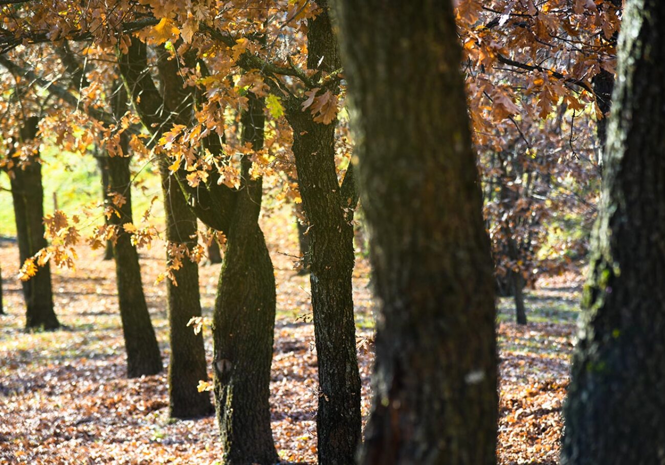 Il Quinto Quarto bosco tartufaia Tremosine foto Marioli